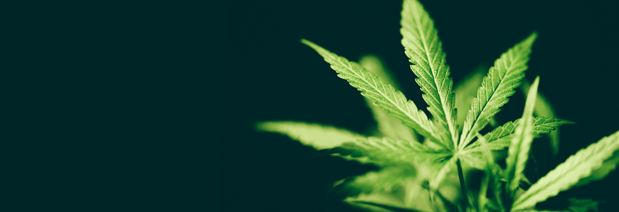 grünes Cannabis Blatt vor schwarzem Hintergrund