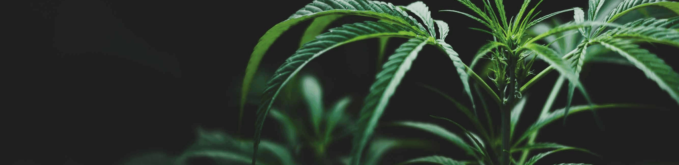 grüne Cannabis Pflanze 