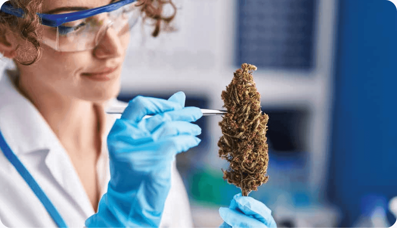 Laborantin untersuche Cannabis Blüte